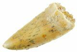Serrated, Raptor Premaxillary Tooth - Real Dinosaur Tooth #355545-1